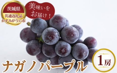 No.804 【先行予約】ナガノパープル 1房700g かすみがうら市産【茨城県共通返礼品 かすみがうら市】 / 旬 新鮮 葡萄 ブドウ 果物 フルーツ 茨城県 特産品 1910478 - 茨城県坂東市