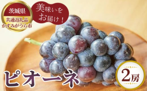 No.806 【先行予約】ピオーネ 700g×2房 かすみがうら市産【茨城県共通返礼品 かすみがうら市】 / 旬 新鮮 葡萄 ブドウ 果物 フルーツ 茨城県 特産品 1910480 - 茨城県坂東市