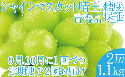 2025年 先行予約受付中【2回定期便】 シャインマスカット晴王 2房 約1.1kg 岡山県産 種無し 皮ごと食べる みずみずしい 甘い フレッシュ 瀬戸内 晴れの国 おかやま 果物大国 ハレノフルーツ 1916683 - 岡山県玉野市