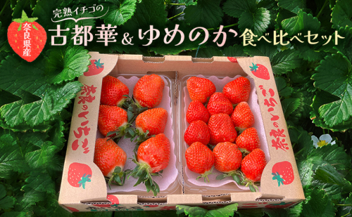 奈良県産完熟イチゴの古都華&ゆめのか食べ比べセット(各1パックずつ)【 いちご 苺 セット 果物 フルーツ 】 1937725 - 奈良県大和郡山市