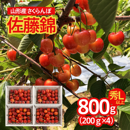 山形市産 さくらんぼ 佐藤錦 L以上 800g(200g×4パック) FS24-670 193848 - 山形県山形市
