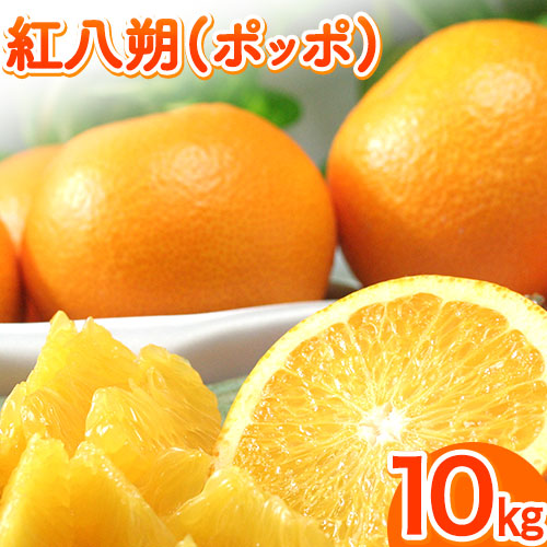 【先行予約】紅八朔(ポッポ) 10kg(3L-L) JAわかやま 紀の里地域本部 《2026年3月中旬-3月末頃出荷》 和歌山県 紀の川市 果物 フルーツ 柑橘 はっさく 195367 - 和歌山県紀の川市