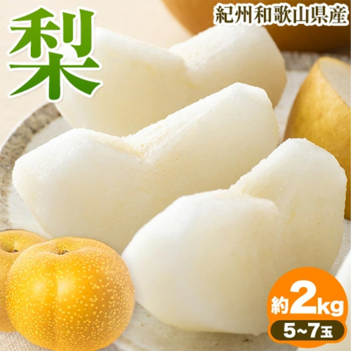 紀州和歌山県産の梨 約2kg 5～7玉 化粧箱入 魚鶴商店《8月中旬-9月上旬頃出荷(土日祝除く)》和歌山県 日高町 和歌山県産 梨 なし ナシ 贈り物 ギフト 1955015 - 和歌山県日高町