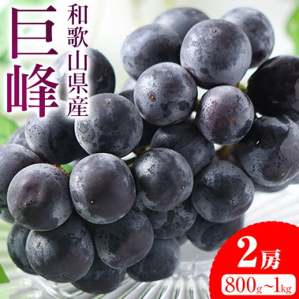 【先行予約】紀州和歌山産 種なし巨峰 2房（約800g～1kg） 魚鶴商店 《2025年8月中旬-9月末頃出荷予定》 和歌山県 日高町 フルーツ ぶどう 巨峰 2kg 和歌山県産 送料無料 1955018 - 和歌山県日高町