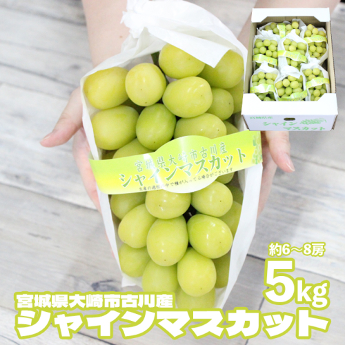 (09801)宮城県大崎市産 シャインマスカット5kg 1955092 - 宮城県大崎市