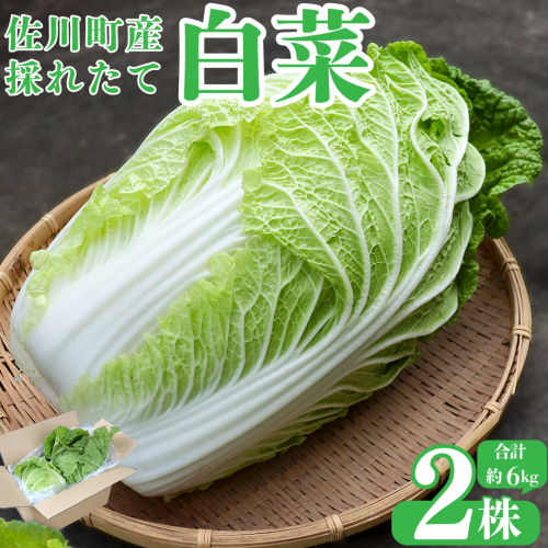 <2025年12月中にお届け><佐川町産 白菜 2株(約6kg)> 無双 高知 新鮮 野菜 お鍋 シチュー 事前予約受付中 1960122 - 高知県佐川町