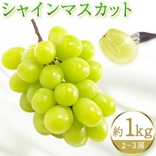 紀州和歌山産 シャインマスカット 約 1kg 魚鶴商店《8月下旬-9月上旬出荷》マスカット 和歌山県 日高川町 贈り物 ギフト ぶどう シャインマスカット 1966016 - 和歌山県日高川町