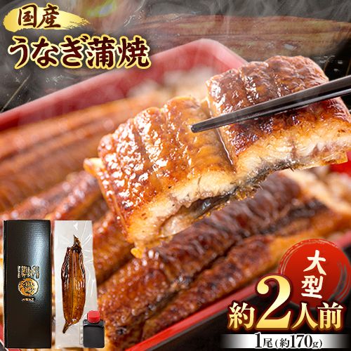 大型サイズ ふっくら柔らか国産 うなぎ 蒲焼き 1尾 化粧箱入(真空パック入) 株式会社魚鶴商店《30日以内に出荷予定(土日祝除く)》 和歌山県 日高川町 うなぎ 鰻 ギフト 贈り物 1966095 - 和歌山県日高川町