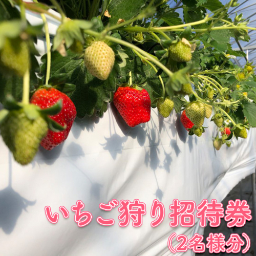いちご狩り招待券(2名様分)〇|苺狩り イチゴ狩り ペア券 冬 春 果物 ※2024年10月上旬~2025年1月下旬頃に順次発送予定 197578 - 愛知県美浜町