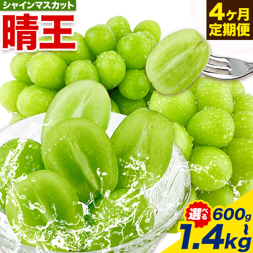 【2026年先行予約】ぶどう 4ヶ月 定期便 シャインマスカット 晴王 選べる 600g ～ 1.4kg 岡山県産《7月上旬-10月末頃出荷》 ハレノフルーツ マスカット 送料無料 岡山県 浅口市 フルーツ 果物 国産 岡山県産【配送不可地域あり】 1978741 - 岡山県浅口市