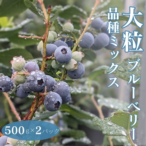 大粒ブルーベリー品種ミックス 500g×2パック ※2025年6月上旬~8月上旬頃に順次発送予定 ※離島への配送不可 1979397 - 愛知県美浜町