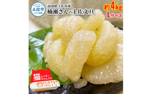 楠瀬さん土佐文旦 約4kg Lサイズ 猫ムッキーちゃん入り 10玉前後 ぶんたん ブンタン フルーツ 柑橘 みかん 果物 くだもの 柑橘類 デザート 贈答用 プレゼント ギフト 家庭用 国産 1983102 - 高知県土佐市