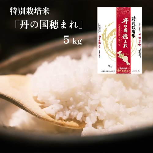 令和7年度産 新米 特別栽培米 コシヒカリ 丹の国穂まれ 精米 5kg | 京都府 中丹 舞鶴 綾部 福知山 こしひかり お米 白米 ご飯 米 主食 白ご飯 農協 JA 198328 - 京都府舞鶴市