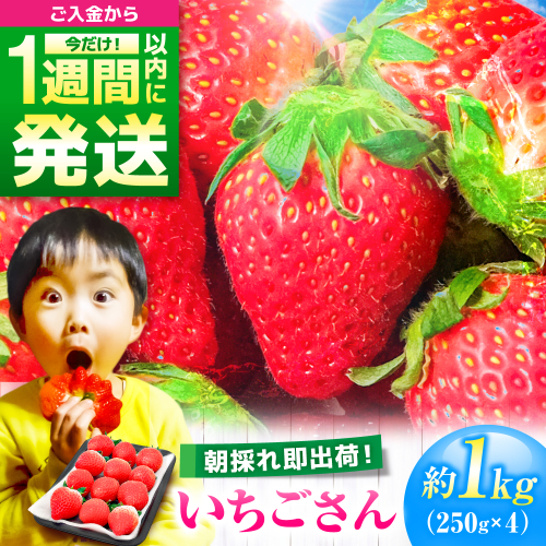 【限定数量/先行予約】【12月以降順次発送】いちごさん 計1kg以上（約250g×4P） 吉野ヶ里町/TZファーム [FDF001] 1984122 - 佐賀県吉野ヶ里町