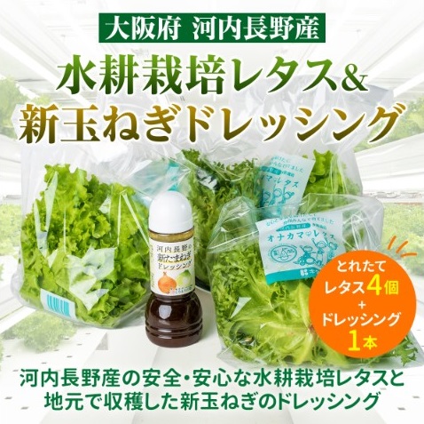 とれたてレタスと玉ねぎドレッシングセット サラダ 副菜 常備野菜 炒め物 スープ チャーハン 鍋料理 巻物 冷製料理 朝食 昼食 夕食 付け合わせ サンドイッチ ハンバーガー お弁当 ダイエット 1985722 - 大阪府河内長野市
