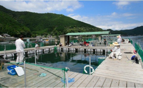 【P02】海上釣り堀貞丸の無料招待券 198647 - 三重県紀北町