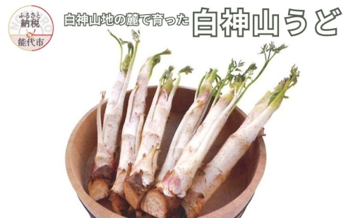 【2月~3月期間限定出荷】白神山うど 3L 2L 秋田県 能代市 山菜 1997273 - 秋田県能代市