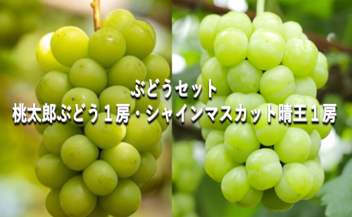 ぶどう 【2025年 早期受付】 ぶどうセット  桃太郎ぶどう 1房 ・ シャインマスカット 晴王 1房（合計約1kg） ブドウ 葡萄 岡山県産 国産 フルーツ 果物 ギフト 1997315 - 岡山県瀬戸内市