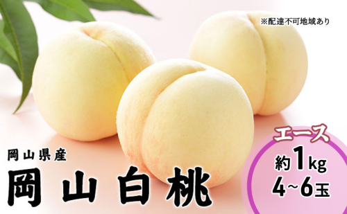 桃 2025 年先行予約 岡山 白桃 エース 4～6玉 1kg 岡山県産 JAおかやまのもも モモ 岡山県産 国産 フルーツ 果物 ギフト 2000903 - 岡山県高梁市