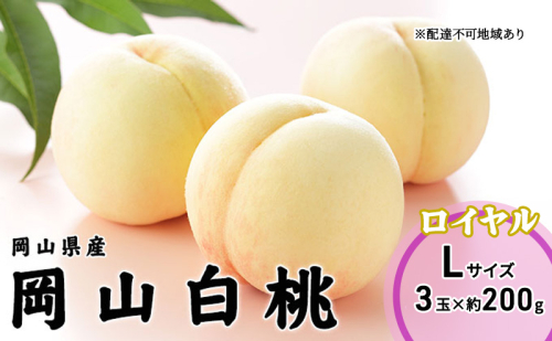 桃 2025年 先行予約 岡山 白桃 ロイヤル 3玉×200g（Lサイズ） 岡山県産 JAおかやまのもも モモ 岡山県産 国産 フルーツ 果物 ギフト 2000910 - 岡山県高梁市