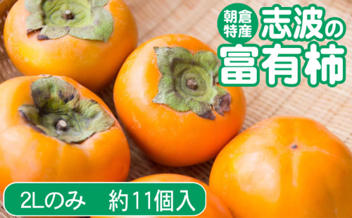 柿 志波の富有柿 2Lサイズのみ×約11個入 ゆう美果樹園 ※配送不可：離島 2002345 - 福岡県朝倉市