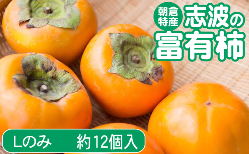 柿 志波の富有柿 Lサイズのみ×約12個入 ゆう美果樹園 ※配送不可：離島 2002346 - 福岡県朝倉市