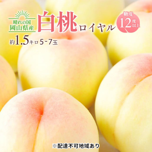 桃 2025年 先行予約 岡山 白桃 ロイヤル 約1.5kg 5～7玉入り もも モモ 岡山県産 国産 フルーツ 果物 ギフト 橋田商店 2006277 - 岡山県玉野市