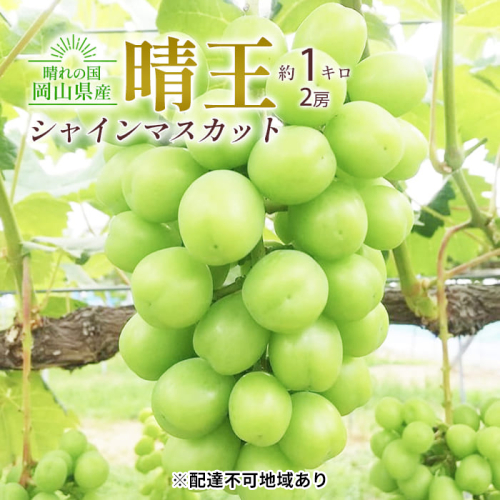 ぶどう 2025年 先行予約 シャイン マスカット 晴王 2房入り 合計約1kg 大粒 種無し ブドウ 葡萄 岡山県産 国産 フルーツ 果物 ギフト 橋田商店 2006282 - 岡山県玉野市