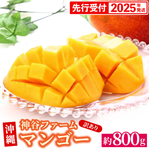 【先行受付】【2025年発送】神谷ファームのマンゴー（訳あり）約800g - 先行予約 沖縄県産 産地直送 南国フルーツ 旬の味覚 季節の果物 ご自宅用 訳アリ 沖縄マンゴー 沖縄県 八重瀬町 2007826 - 沖縄県八重瀬町