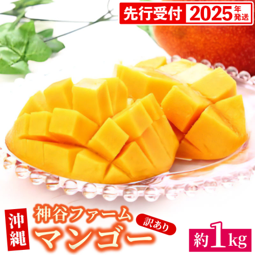 【先行受付】【2025年発送】神谷ファームのマンゴー（訳あり）約1Kg - 先行予約 沖縄県産 産地直送 南国フルーツ 旬の味覚 季節の果物 ご自宅用 訳アリ 沖縄マンゴー 沖縄県 八重瀬町 2007827 - 沖縄県八重瀬町