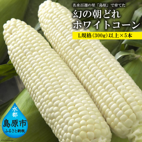 BE278 6月中旬から出荷！「幻の朝どれホワイトコーン！」 Lサイズ以上×5本 ～名水百選の里 島原産～ 200802 - 長崎県島原市