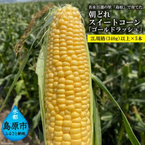 BE280 【令和7年度出荷分】 5月中旬から出荷！「朝どれスイートコーン！」2L×5本セット ～名水百選の里 島原産～ 200803 - 長崎県島原市