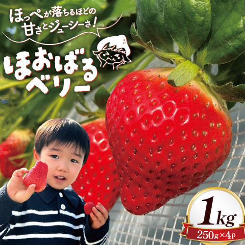 AI377 いちご ほおばるベリー 約 1kg 250g 4パック [ 苺 イチゴ 1キロ 甘い おいしい あまい フルーツ 果物 出田農円 長崎県 島原市] 2009449 - 長崎県島原市