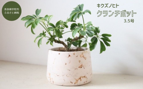 クランチポット3.5号 / おしゃれ 木製 プランター 植木鉢 インテリア 室内 プレゼント 贈答品 キクズノヒト 奈良県 宇陀市 ふるさと納税 2009682 - 奈良県宇陀市