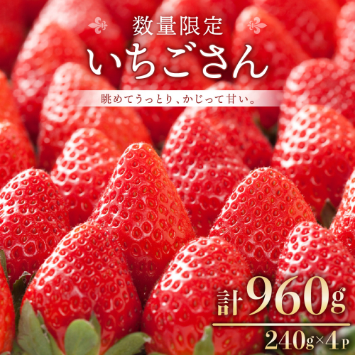 《先行予約》佐賀県産いちご「いちごさん」240g×4P 計960g! B-1080-AS 2011363 - 佐賀県上峰町