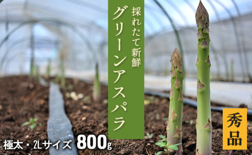 2L【秀品】800gグリーンアスパラ<北海道日高門別産> アスパラガス アスパラ 春野菜 春 朝採り 朝採れ 新鮮 農協 JA 直送 野菜 2011490 - 北海道日高町
