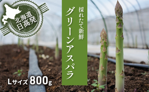 L 800g グリーンアスパラ <北海道 日高門別産> アスパラガス アスパラ 春野菜 春 朝採り 朝採れ 新鮮 農協 JA 直送 野菜 2011491 - 北海道日高町