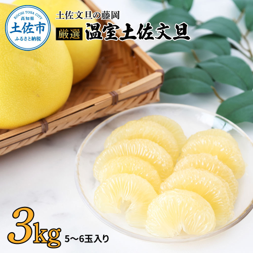 ＜土佐文旦の藤岡＞先行予約　厳選 温室土佐文旦 3kg (5～6玉）文旦 ぶんたん ブンタン 土佐文旦 ハウス栽培 甘い 柑橘 フルーツ 果物 ご当地 お取り寄せ 2016335 - 高知県土佐市