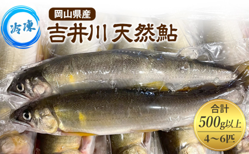 天然鮎 4~6匹 合計500g以上 【8月上旬~9月下旬 発送予定】 冷凍 個包装 鮎 アユ あゆ 魚 川魚 岡山県産 吉井川 2017234 - 岡山県赤磐市
