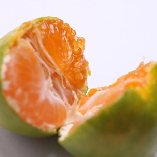 家庭用 極早生有田みかん1kg+250g（傷み補償分）【希少な新品種YN26】【菊みかん入り】◇ ※北海道・沖縄・離島への配送不可 ※2025年10月上旬～11月中旬頃に順次発送予定 2018027 - 和歌山県美浜町