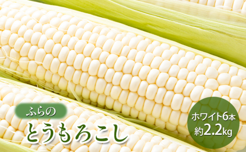 【2025年夏発送】 ふらの とうもろこし ホワイト 6本 約2.2kg 北海道 富良野市 野菜 コーン とうきび 白色 新鮮 直送 道産 送料無料 数量限定 先着順 2023181 - 北海道富良野市