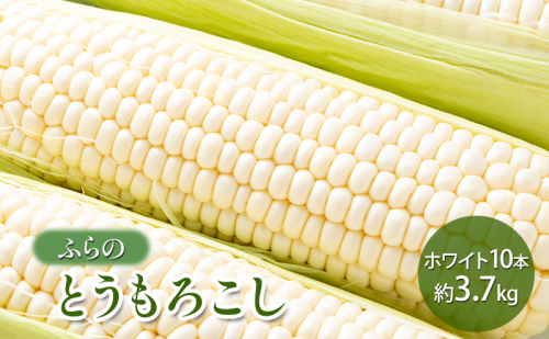 【2025年夏発送】 ふらの とうもろこし ホワイト 10本 約3.7kg 北海道 富良野市 野菜 コーン とうきび 白色 新鮮 直送 道産 送料無料 数量限定 先着順 2023182 - 北海道富良野市