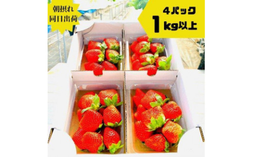 【先行予約】《限定3月発送》  朝採り同日出荷 イチゴ　御前崎産かおり野　1kg(250g×4パック) 2024843 - 静岡県御前崎市