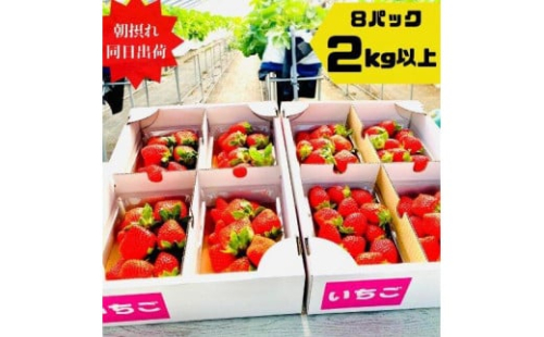 【先行予約】《限定3月発送》  朝採り同日出荷 イチゴ　御前崎産かおり野　2kg(250g×8パック) 2024845 - 静岡県御前崎市