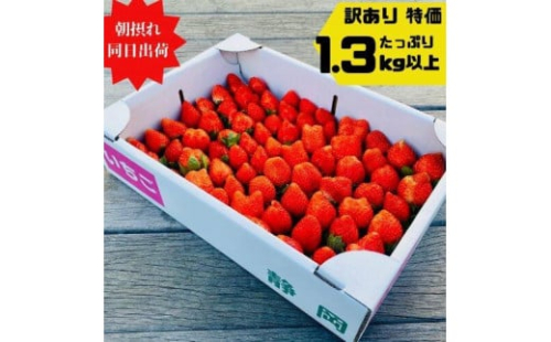 【先行予約】《限定3月発送》  朝採り同日出荷 イチゴ　御前崎産かおり野　訳あり徳用 1.3kg 2024847 - 静岡県御前崎市