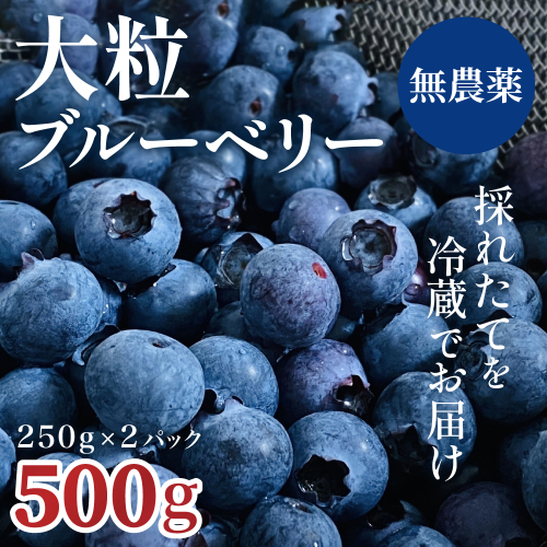 【予約受付】完熟ブルーベリー詰め合わせ（250g×2）011SW01N./フルーツ 新鮮 国産 農薬不使用 無農薬 果物 農作物 フルーツ お取り寄せ グルメ 203236 - 兵庫県市川町