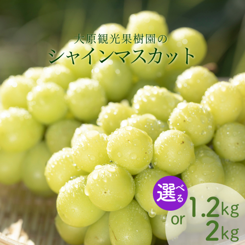 ＜選べる容量＞【2025年先行予約】［大原観光果樹園］シャインマスカット2房（約1.2kg）　or　3～4房（約2kg） 2034120 - 岡山県鏡野町