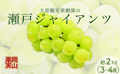 【2025年先行予約】［大原観光果樹園］瀬戸ジャイアンツ  3～4房（約2kg） 2034122 - 岡山県鏡野町