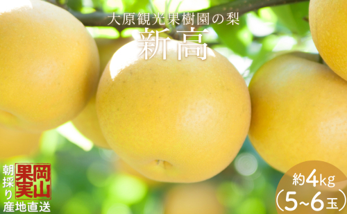 【2025年先行予約】［大原観光果樹園］岡山県産 旬の梨（新高）（約4kg ５～６玉） 2034128 - 岡山県鏡野町