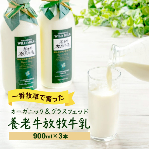 【期間限定：一番牧草】オーガニック＆グラスフェッド養老牛放牧牛乳900ml×3本【13018】 2034169 - 北海道中標津町